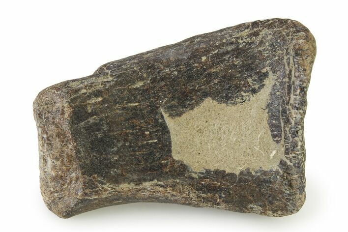 Fossil Turtle Paddle Element - Texas #322929